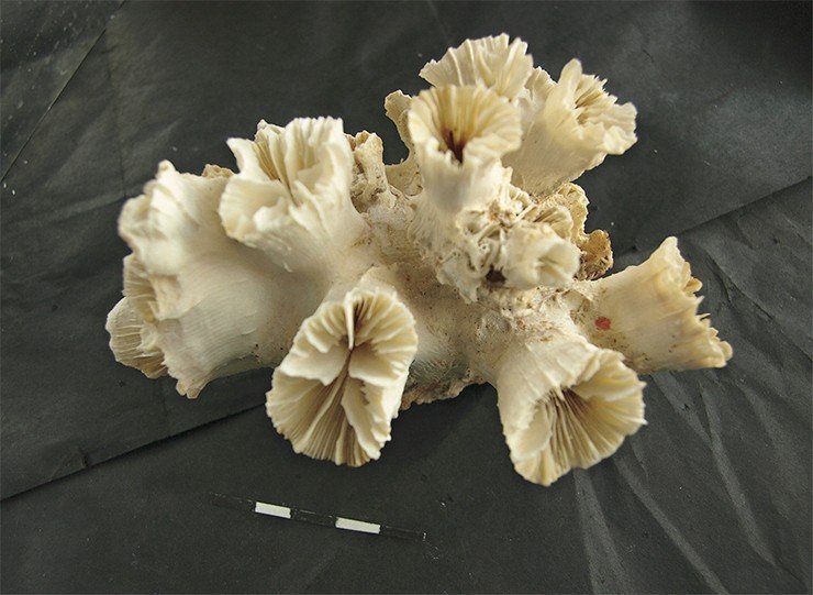 Известковый скелет небольшой колонии коралловых полипов. Масштаб линейки — 1 см