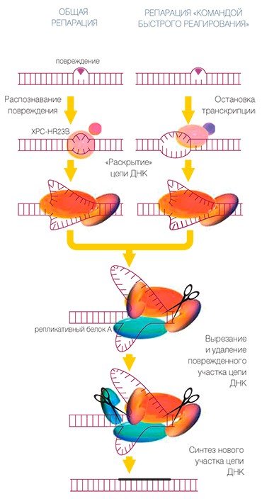 Схема эксцизионной репарации нуклеотидов, обеспечивающая удаление большого класса разнообразных объемных повреждений. Такие повреждения искажают структуру двойной спирали ДНК и, как правило, препятствуют синтезу ее копий