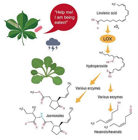 Most plant oxylipins are synthesized with the involvement of lipoxygenase enzymes, which are homologous to animal lipoxygenases. Plant oxylipins include the potent hormones jasmonates as well as volatile oxylipins: hexenols and hexenals. Created with BioRender.com 