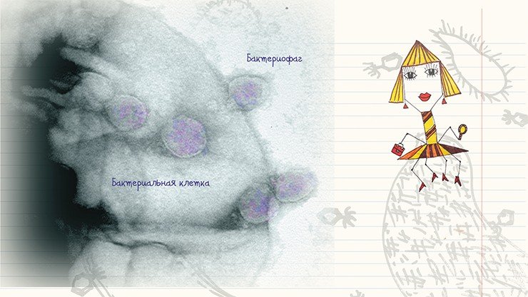 Сорбция на поверхности бактериальной клетки «короткохвостых» частиц фагов семейства Podoviridae, которые прикрепляются к клетке с помощью небольших белковых субъединиц 