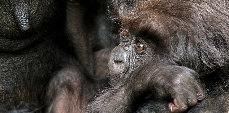 Десятимесячный детеныш горной гориллы (Gorilla beringei beringei)