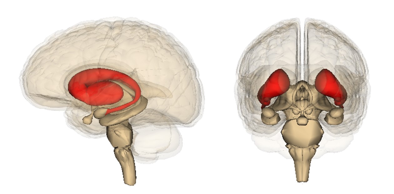 Полосатое тело (стриатум) относится к базальным ядрам полушарий головного мозга. Он является важной частью системы внутреннего подкрепления (вознаграждения)
