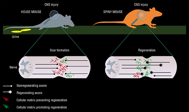 After a spinal cord injury, the spiny mouse regains control of hind limb movements and urination, unlike the house mouse. No astrocytic scar forms at the site of injury and the neural functions become restored. Adapted from: (Wehner and Becker, 2022)