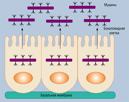Муцины, которые производят эпителиальные клетки почти всех животных и человека, имеют гелеобразную консистенцию и входят в состав секрета всех слизистых желез. Муцины, в первую очередь муцин-2, секретируются бокаловидными клетками слизистой оболочки кишечника. Вместе с небольшим количеством муциновых белков они формируют в просвете кишки гель над поверхностью кишечного эпителия, защищая его от бактерий и токсинов. По: (Kufe, 2009)