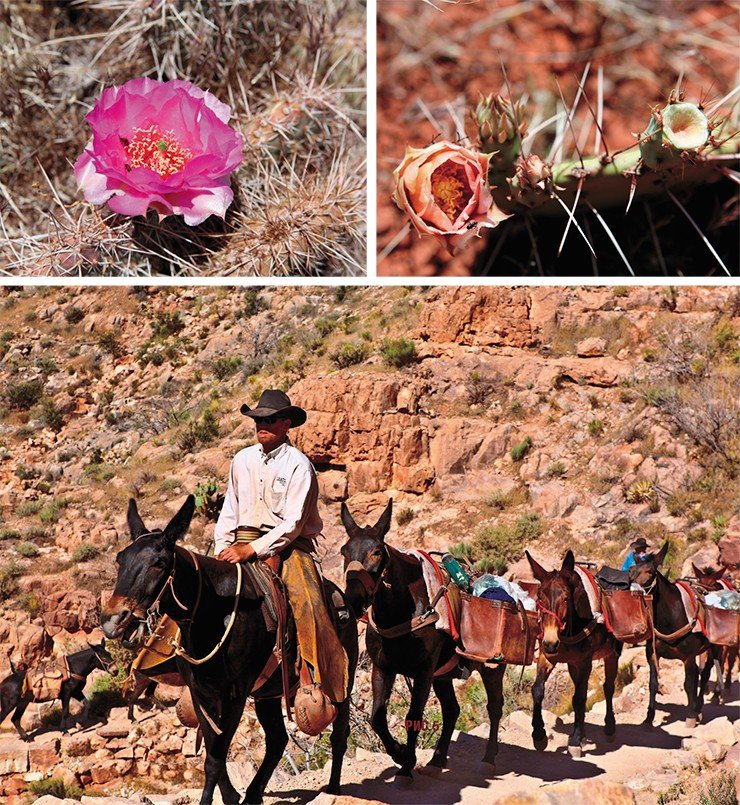 Вверху: яркие краски пустыне добавляют розовые и желтые цветы кактусов-опунций. Внизу: и в наши дни лошади и мулы остались основными средствами передвижения по тропам каньона