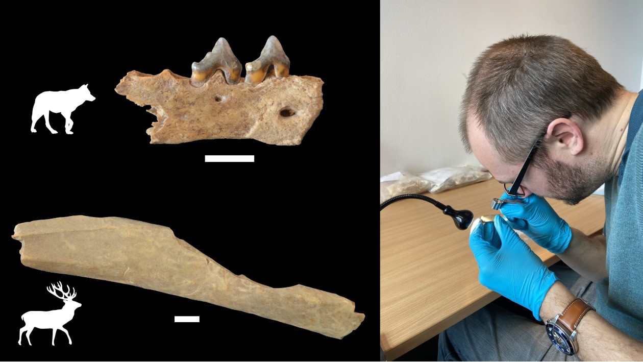 Анализ более тысячи фрагментов ископаемых костей животных из Раниса показал, что ранние H. sapiens использовали в пищу не только оленей, но и плотоядных животных, таких как волки. © CC-BY-ND 4.0/ Geoff M. Smith