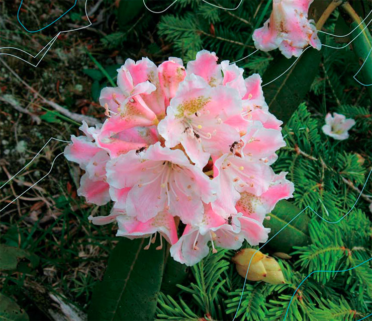 Rhododendron brachycarpum with pink flowers, growing at 1800 m/5900 ft above sea level in the Okuchichibu mountains in Japan. 2007. © CC BY 3.0/Σ64