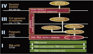 Scenario of life origin and evolution: Main events 