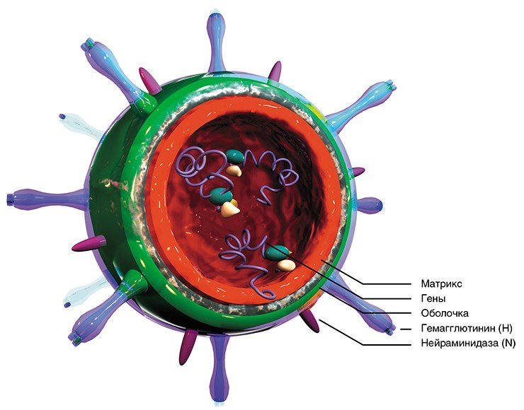 Вирионы вируса гриппа по большей части представляют собой сферы размером 60—120 нм. На поверхности двухслойной оболочки выступают радиально расположенные «шипики» гликопротеинов: гемагглютинина (НА) и нейраминидазы (NA). Внутри сферы находится наследственный материал вируса — восемь фрагментов свернутой в кольцо одно-цепочечной РНК, защищенной матричным и нуклеокапсидным белками