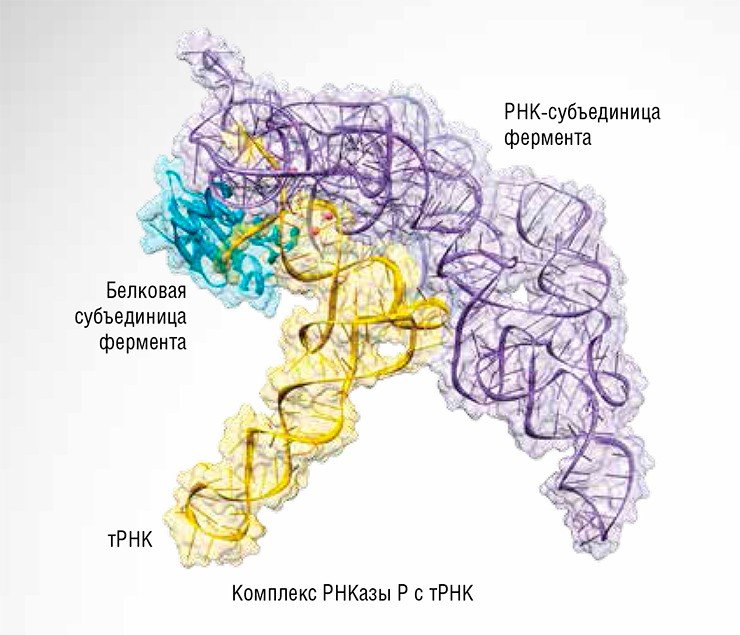 Фермент РНКаза P во всех живых организмах находится в комплексе как минимум с одним белком. Бактериальный фермент помимо каталитической РНК содержит только один белок (RnpA). По: (Walker Engelke, 2008)
