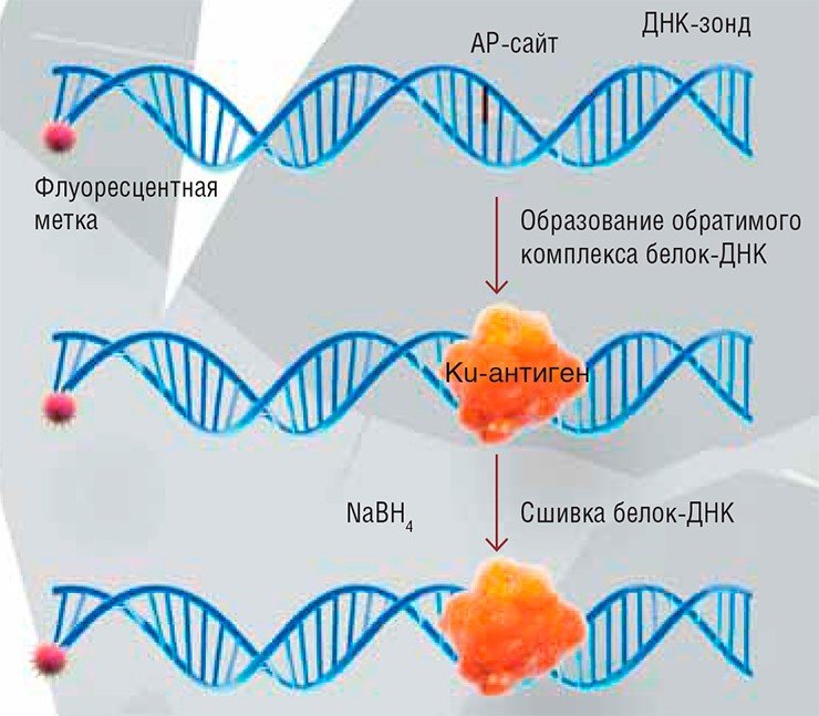 В основе разработанного в ИХБФМ СО РАН метода детекции Ku-антигена лежит способность этого белка взаимодействовать с ДНК, содержащей AP-сайт (потерянное азотистое основание). Такой ДНК-зонд также содержит радиоактивную, или флуоресцентную, метку. Белок образует с ДНК нестабильный ковалентный комплекс, опосредованный образованием основания Шиффа между первичной аминогруппой белка и AP-сайтом. Этот комплекс можно восстановить боргидридом натрия, в результате чего образуется необратимая «сшивка» белок-ДНК. Метка на ДНК-зонде позволяет детектировать целевой белок Ku-антиген