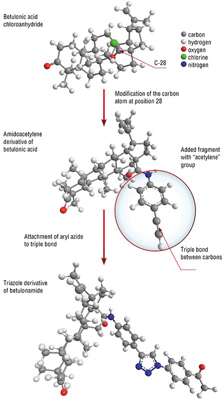 To synthesize novel medicinal “hybrids” involving betulin, Novosibirsk researchers used one of the betulin derivatives – betulonic acid chloroanhydride, most suitable for modifying the neighborhood of the atom at position 28 in the carbon skeleton. Introduction of a fragment with high reactivity into the betulin molecule offers great challenges for further molecular design aimed at obtaining new efficient drugs.Top, flowchart for synthesis of a betulin derivative with a high antioxidant activity
