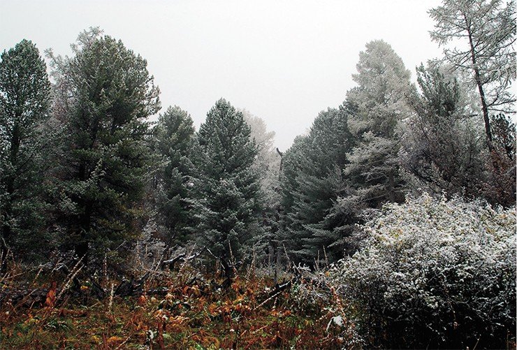 Кедры, лиственницы и кустарник, припорошенные снегом, в сочетании с зеленой травой и засохшими, порыжевшими растениями создают ощущение ирреальности, усиливаемое густым туманом