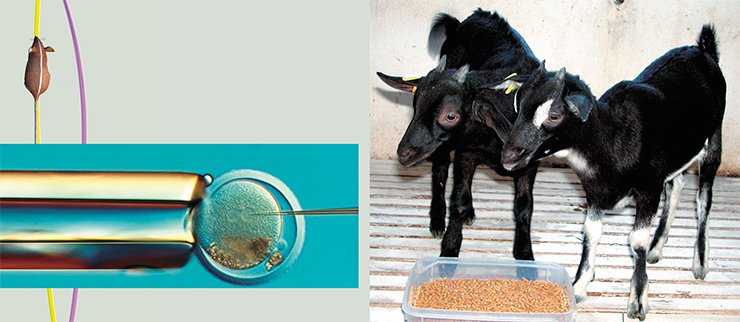 Two transgenic kids of opposite sexes carrying the human G-CSF gene—Camilla and Augustine (right), born in March 2008. The very moment of microinjection of recombinant DNA into the male pronucleus of goat zygote (left) 