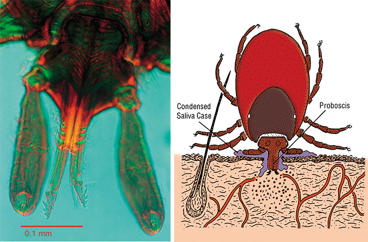 Ixodid tick attaches to its victim by means of saliva, which, when solidified, acquires cement-like qualities. Above: an adult female ixodid tick feeding on a horse. Adapted from: (Estrada-Pena et al., 2017). Left: the head of a castor-bean tick (Ixodes ricinus) of the family Ixodidae. Light microscopy. © Doc. RNDr. Josef Reischig, CSc.