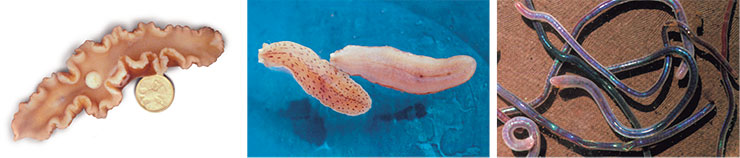 Слева – глубоководная планария-гигант Bdellocephala bathyalis длиной около 10 см обитает на глубинах 600–1100 м. Вид с брюшной стороны тела. «Белая горошина» посередине тела – выпятившаяся глотка. В центре – пример наиболее «свежих» таксономических открытий: новый, пока еще «анонимный» вид планарий рода Rimacephalus. Длина тела половозрелых особей 1,5–2 см. Справа – Переливающиеся всеми цветами радуги глубоководные люмбрикулиды (Oligochaeta). Фото О. А. Тимошкина