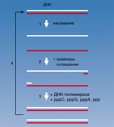 В основе полимеразной цепной реакции (ПЦР) лежит способность фермента ДНК- полимеразы с фантастической скоростью синтезировать из мономеров нуклеотидов комплементарные цепочки ДНК. С помощью этого фермента из одной двуцепочечной молекулы ДНК получается две ее точные копии, далее – четыре, а после n циклов построений – 2n копий каждой молекулы, присутствовавшей на начальном этапе. При множественном повторении цикла «нагревание/охлаждение» имеющийся препарат ДНК можно размножить в неограниченных количествах. Обычно исследователи проводят около 30 циклов и получают астрономическую цифру 230 копий