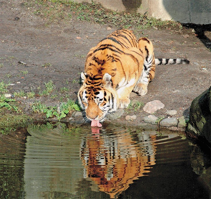 Уссурийский тигр – дальневосточный вид, численность которого в дикой природе внушает тревогу, – успешно живет и размножается в зоопарке Гагенбеков