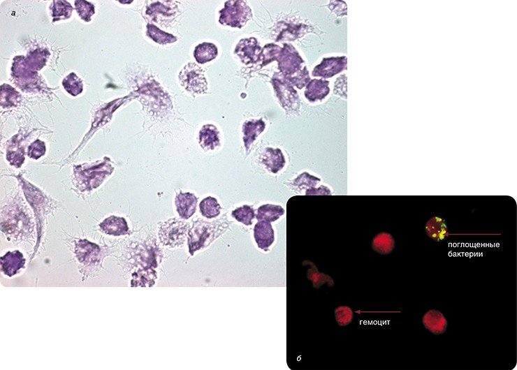 Если размеры паразитов окажутся малыми, а их число – небольшим, гемоциты (клетки крови) насекомого-хозяина займутся фагоциотозом (поглощением) чужеродных объектов. На фото – гемоциты большой вощинной огневки (Galleria mellonella) при обычном (а) и ультрафиолетовом освещении (б). Хорошо видны поглощенные гемоцитом бактерии Escherichia coli, ранее помеченные флюоресцирующим красителем ФИТЦ. Световая микроскопия