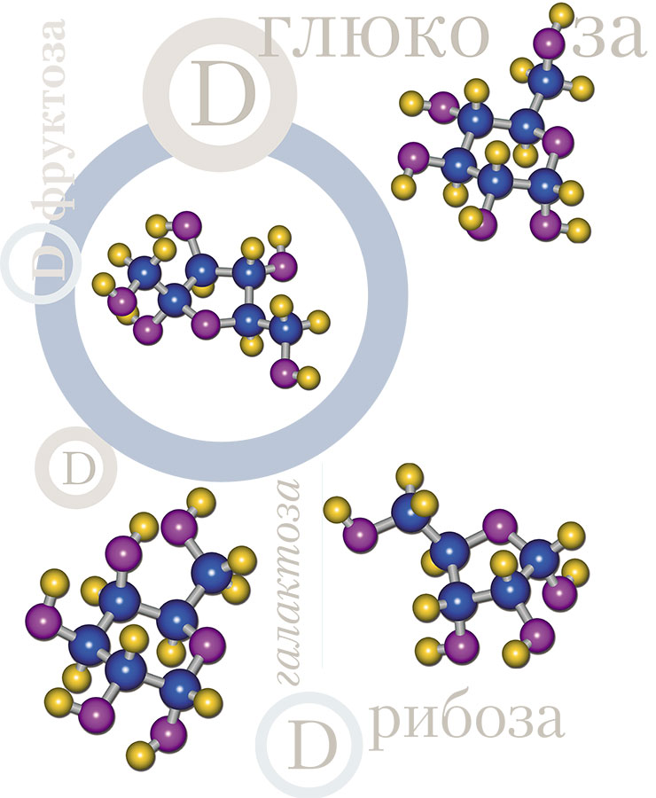Разнообразие моносахаридов, которые получаются в реакции Бутлерова и которые могут выступать в качестве автокатализаторов этой реакции (показаны только «правовращающие» изомеры)