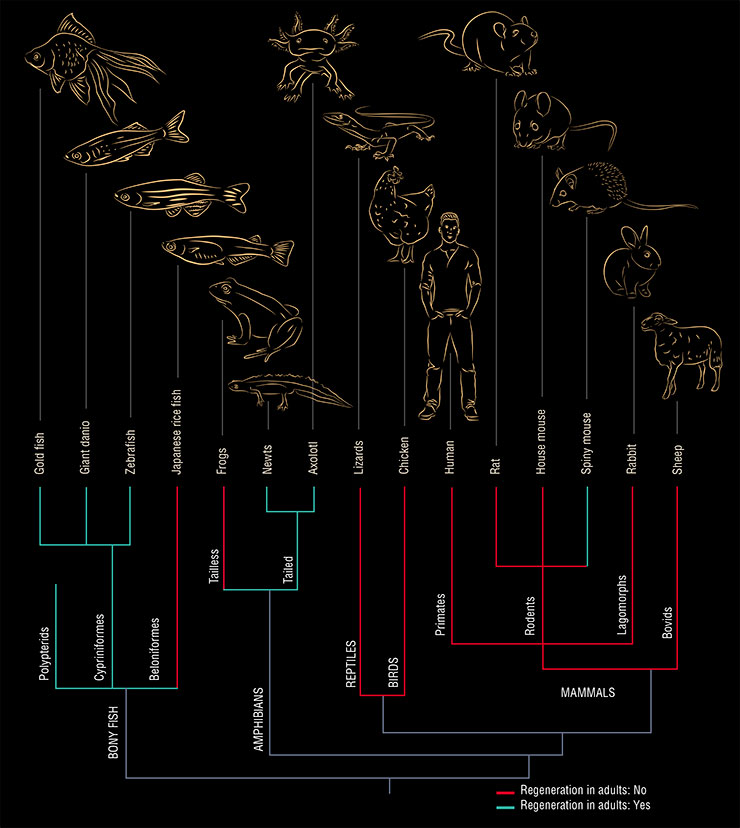 The evolutionary tree of vertebrate (gnatostome) animals clearly shows the decreasing regenerative potential of adults with increasing complexity of the studied organisms. Adapted from (Brewer, 2018) with modifications