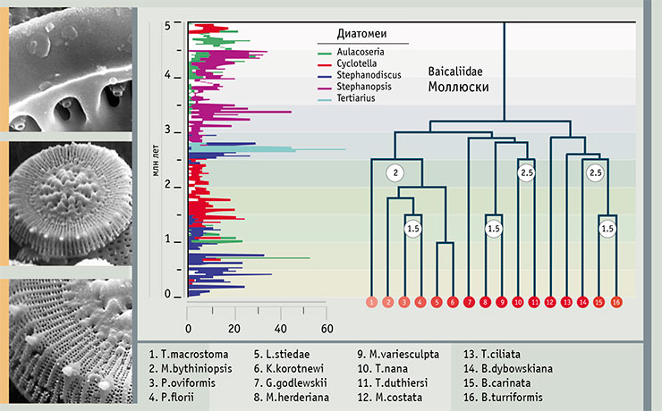 Эволюция байкальских моллюсков по данным «молекулярных часов» в сравнении с палеонтологической летописью смены видов диатомовых водорослей