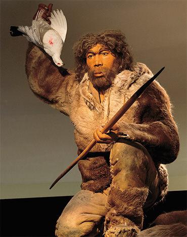 The Neanderthal (Homo neanderthalensis) lived around 400–30 thousand years ago. Brain volume – 1400–1740 cm3. Due to their different gait with shorter steps, the Neanderthals spent a third more energy on moving than the modern humans and were predominantly carnivorous. Rheinisches Landesmuseum (Bonn, Germany). Photo: T. Parg. © CC-BY-SA-4.0