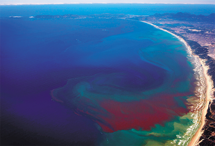 Красные приливы у побережья г. Бенгела (Ангола) вызваны бурным размножением красных водорослей. © G. C. Pitcher, S. Bernard and J. Ntuli (Oceanography, 2008)