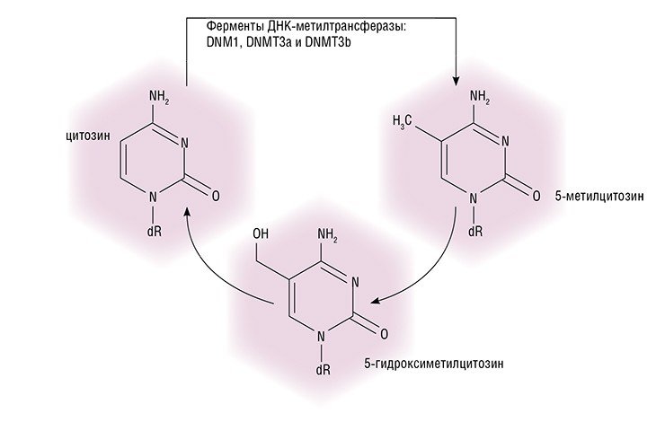 Специальные ферменты ДНК-метилтрансферазы (метилазы) DNMT1, DNMT3a и DNMT3b узнают CpG-динуклеотиды, последовательно стоящие цитозин и гуанин, и снабжают их метильной группой. В результате образуется подавляющий активность генов 5-метилцитозин. Далее это основание может с помощью белков ТЕТ превратиться в 5-гидроксиметилцитозин, наоборот, способствующий активации генов. И, наконец, в процессе дальнейших превращений, тоже опосредованных клеточными ферментами, основание может вновь превратиться в обычный цитозин