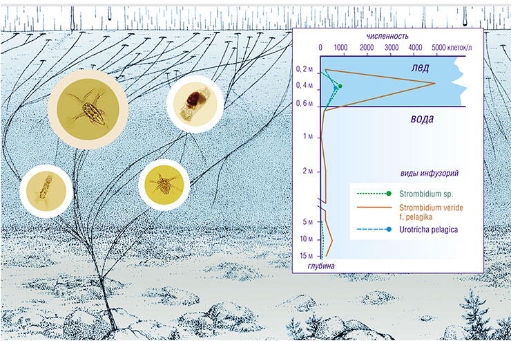 Численность водорослей-криофилов и простейших в ледовых сообществах часто на порядки превышает численность этих же видов в подледной воде (по Оболкиной, 1999)