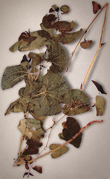 Гербарный образец кирказона обыкновенного (Aristolochia clematitis L.). Коллекция ЦСБС СО РАН (NS) 