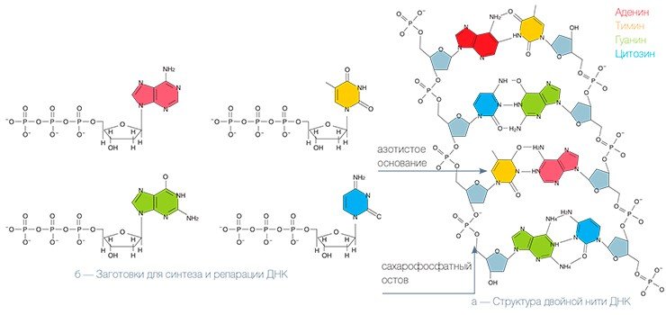 Молекулы ДНК можно представить в виде ожерелий, состоящих из двух ниточек бусин, которые уложены параллельно и закручены в общую спираль (а). «Ниточка», или сахарофосфатный остов ДНК, представляет собой цепь из чередующихся фосфатных групп и остатков сахара-дезоксирибозы, к которым и присоединены бусины — азотистые основания. Бусин-оснований всего 4 вида. В пределах одной нити бусины могут располагаться в любом сочетании, и именно в их последовательности закодировано все многообразие генетической информации. Перед делением клетки происходит удвоение всех молекул ДНК, и дочерняя клетка получает ровно половину всех «ожерелий». «Ожерелья» ДНК собираются по определенным правилам (правило комплементарности: против аденина всегда стоит тимин, а против гуанина — цитозин) сложными молекулярными машинами, состоящими из большого числа белковых молекул. Главной молекулой является фермент ДНК-полимераза, которая и собирает цепи из специальных заготовок (дезоксирибонуклеозидтрифосфатов) (б). Каждая заготовка состоит из собственно «бусины» и кусочка «ниточки», причем последний несколько длиннее, чем это необходимо, и будет укорочен при сборке (именно в нем запасена энергия, необходимая для процесса). Эти заготовки клетка использует не только для сборки новых нитей, но и для «ремонта» (репарации) повреждений