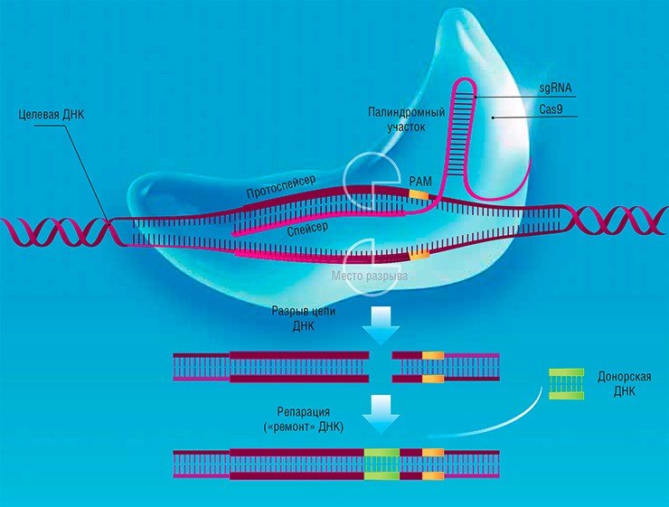 Система CRISPR/Cas для редактирования генома, аналогична иммунной системе бактерий, направленной на вирусную ДНК. Система состоит из двух основных частей: некодирующей РНК (sgRNA) и белков-ферментов нуклеаз CAS. sgRNA с помощью Cas-белков присоединяется к протоспейсеру – комплементарному участку вирусной ДНК (либо, в случае искусственной системы, участку целевого гена эукариотической клетки). В месте посадки спейсера нуклеаза разрезает цепь ДНК. При репарации в место разреза возможно встроить любую донорную молекулу ДНК – таким образом можно исправлять генетические нарушения