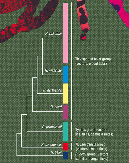 Phylogenetic tree of rickettsiae from an analysis of several gene sequences from the majority of known rickettsia species. Adapted from: (Merhej et al., 2014)