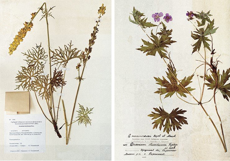 Слева: Aconitum Barbatum Pers. Борец бородатый. Справа: Geranium maximoviczii. Герань Максимовича