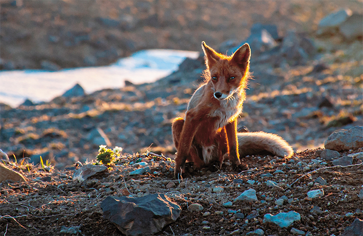 The red fox, mistress of the local mountains, has come here to inspect our camp