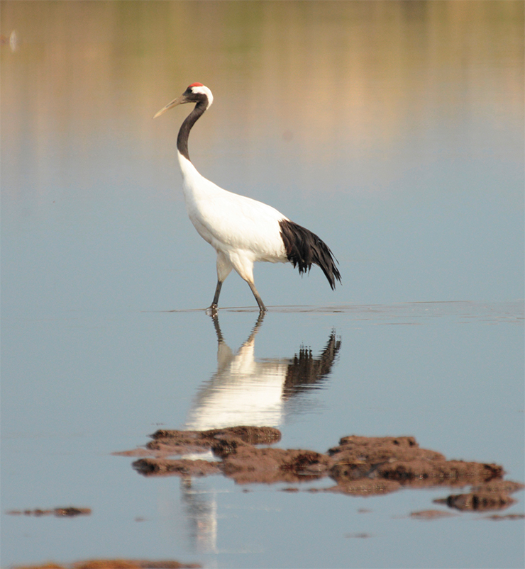 The red-crowned crane, or Manchurian crane (Grus japonensis) is one of the largest cranes, known for its spectacular mating dance and for its images in the Japanese and Chinese cultures. Its current population is less than 2 thousand individuals. In Russia, it lives on the Southern Kurils (island population) and in the Primorskiy Kray. Photo: E. Kozlovskiy