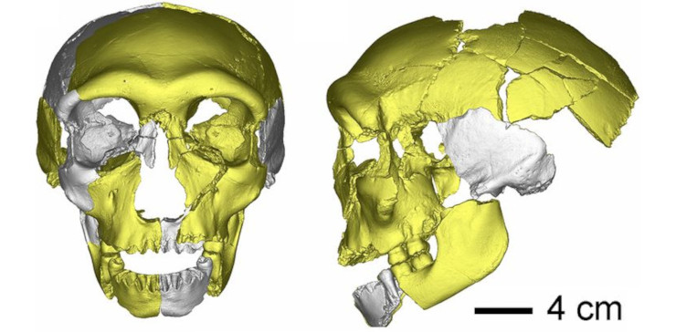 Первоначальная реконструкция черепа HLD.  По: (Wu et al., 2019)