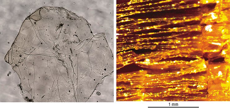 Fluorographene, a promising semiconducting material, can be produced by separating finest scale layers (left) from a piece of graphite fluoride with the layers “driven apart” by various “guest” molecules. Right: The graphite fluoride intercalated with acetonitrile, displaying a distinct multilayer structure. Optical microscopy