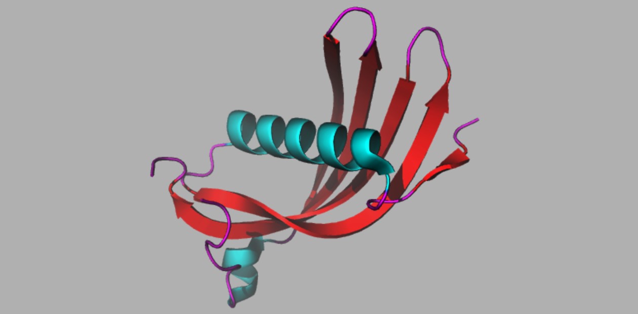 Кристаллическая структура мономера белка цистатина С человека. © CC BY-SA 3.0/A2-33