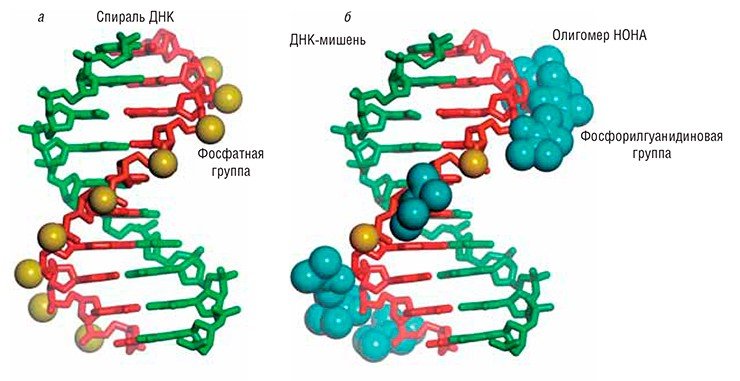 Комплементарный комплекс фрагмента ДНК-мишени с олигомером НОНА (б) оказывается практически таким же устойчивым, как природная двойная спираль ДНК (а) 