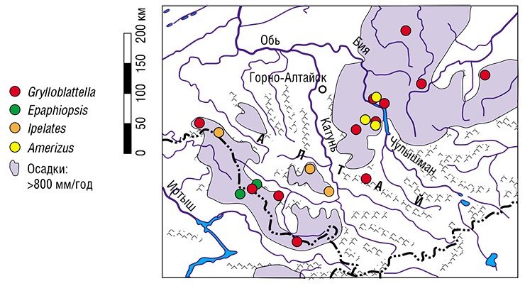 Места находок реликтовых родов насекомых на Алтае и Западном Саяне располагаются исключительно на территориях с большим количеством осадков (800 мм в год и более)