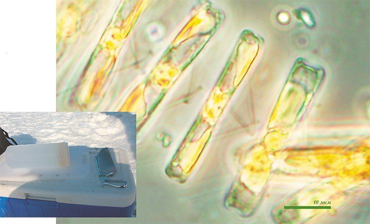 Нижний слой арктического льда окрашен благодаря присутствию в нем микро­водорослей (слева). Клетки ледовой диатомовой водоросли Navicula pelagica из свободной ленточной колонии (справа). Световая микроскопия. Фото М. Полена