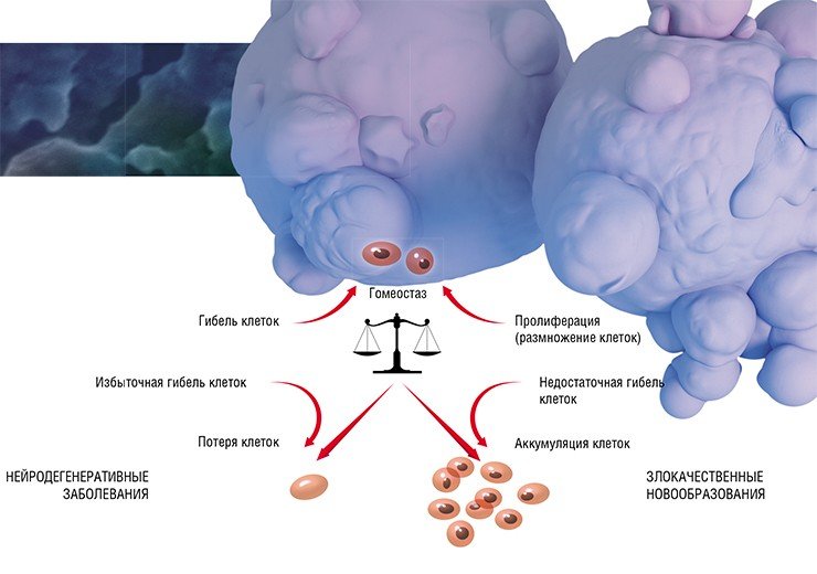 Роль гибели клеток в регуляции поддержания гомеостаза тканей велика, при этом заболевания могут быть результатом как избыточной, так и недостаточной гибели клеток