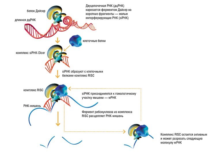 Схема механизма РНК- интерференции. При попадании двуцепочечной РНК в клетку происходит ее фрагментирование белком Dicer на короткие дуплексы длиной 19—21 пара нуклеотидов. Эти фрагменты образуют с клеточными белками комплекс RISC, в составе которого цепи siРНК расплетаются, и остается только одна, антисмысловая. С ее помощью RISC способен находить последовательность-мишень в составе матричной РНК, комплементарно связываться с ней и разрезать ее. Разрезанная молекула мРНК быстро разрушается и белок, последовательность которого кодируется данной мРНК, не синтезируется