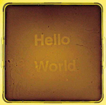 Фраза «Hello, world!», изображенная на этой чашке Петри, получена с помощью «колироида» – ранее не существовавшей в природе генетически усовершенствованной модификации кишечной палочки. Фото UT/UCSF