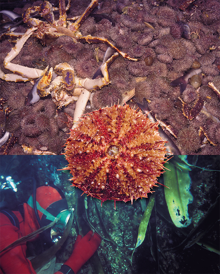 Глубоководный палевый морской еж (Strongylocentrotus pallidus), в большом количестве попадающийся в тралы на глубинах до 1,5 тыс. м, коммерческой ценности не представляет – пока