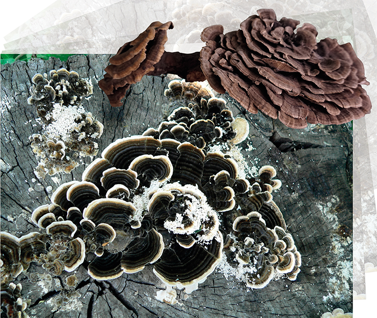 The turkey tail fungus (Trametes versicolor) owes its vernacular name to its colorfully zoned, fan-shaped fruitbodies. This cosmopolitan species forms colonies on stumps and dead wood. It is inedible due to tough flesh, but is widely used to prevent and treat cancer, liver disease, including hepatitis, and as an antiviral and antibacterial agent