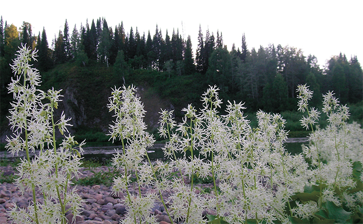 The wild cucumber (Echinocystis lobata (Michaux) Torrey et Gray) came from North America to Europe through botanical gardents and private collections of expotic plants; later, it come to the Middle Asia with peasant migrants (Kamelin, 1971). In Siberia, the routes of expansion of this fast-growing annual vine are connected with the development of tourism (Zolotukhin, 1988) and gardening (Russian gardeners have nicknamed it “mad cucumber”). Sometimes these plants cover large areas both near human settlements and in remote areas. Photo: S. A. Sheremetova