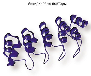 DARPins – это пример искусственного каркасного белка, содержащего видоизменяемые анкириновые повторы, которые служат для связывания с антигеном. По: (Stumpp, Binz, Plückthun, 2003)